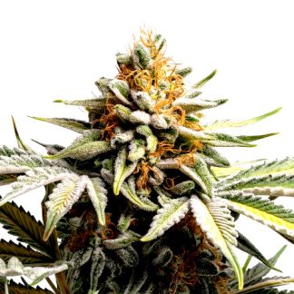Super Lemon Haze