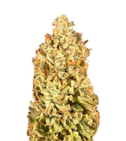 White Widow