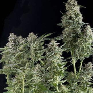 5 SEMENA - AUTO NORTHERN LIGHTS