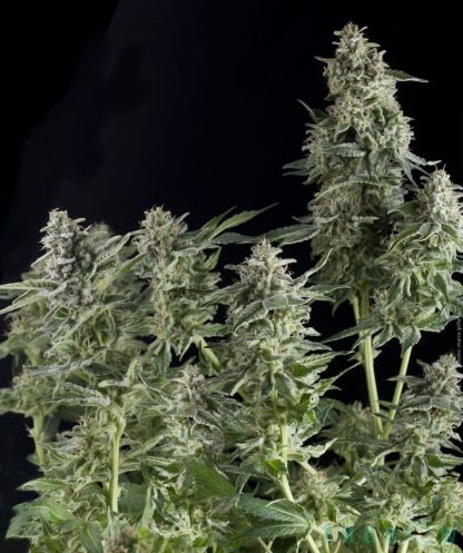 5 SEMENA - AUTO NORTHERN LIGHTS