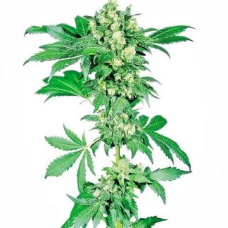 10 SEMENA FEM - AFGHANI #1