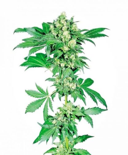 10 SEMENA FEM - AFGHANI #1