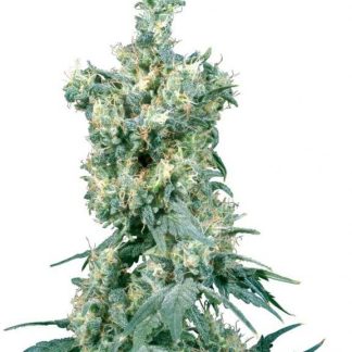 10 SEMENA REG - AMERICAN DREAM