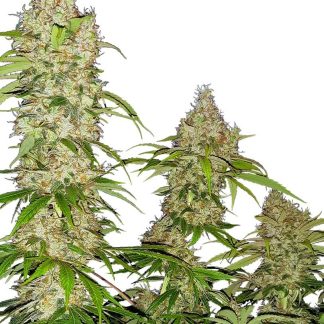 10 SEMENA FEM - BANANA KUSH CAKE