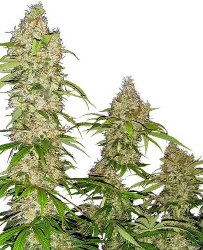 10 SEMENA FEM - BANANA KUSH CAKE
