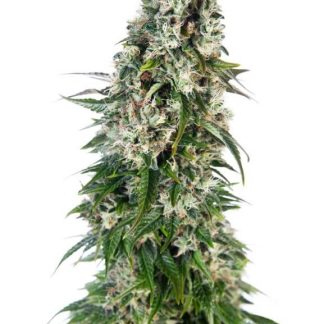 10 SEMENA BIG BUD AUTO