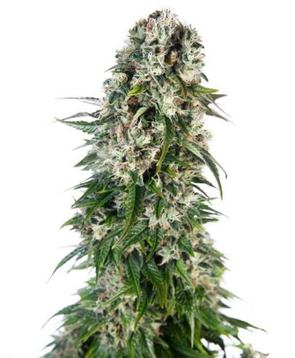 3 SEMENA BIG BUD AUTO
