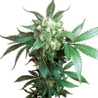 10 SEMENA FEM - BLACK DOMINA