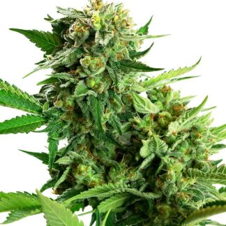 10 SEMENA FEM - BLACKBERRY CAKE