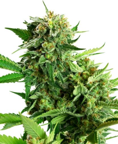 10 SEMENA FEM - BLACKBERRY CAKE
