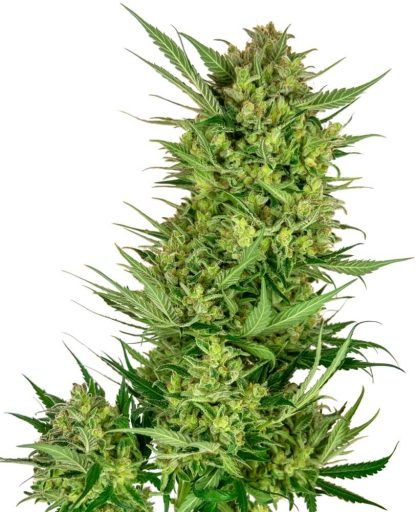 10 SEMENA FEM - BUTTERCREAM GELATO