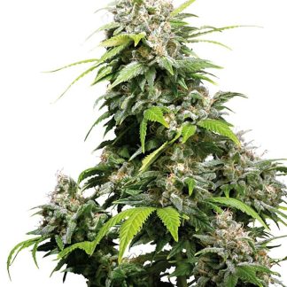 10 SEMENA FEM - CALIFORNIA INDICA
