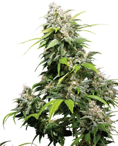 10 SEMENA FEM - CALIFORNIA INDICA