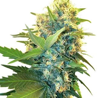 10 SEMENA FEM - DOUBLE KUSH CAKE