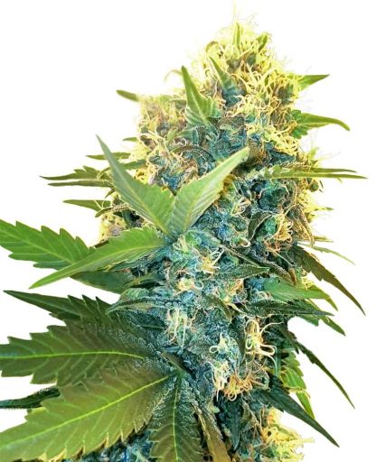 10 SEMENA FEM - DOUBLE KUSH CAKE