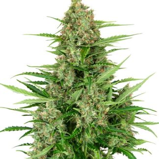 10 SEMENA DOUBLE KUSH CAKE AUTO