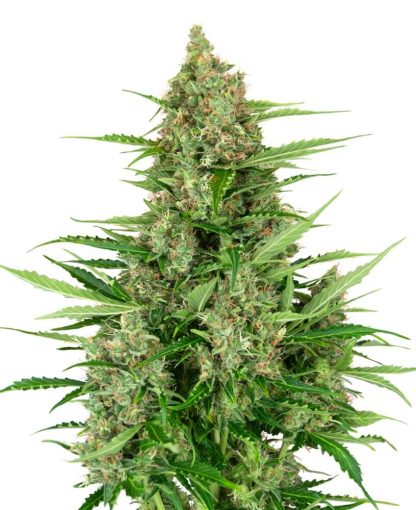 10 SEMENA DOUBLE KUSH CAKE AUTO