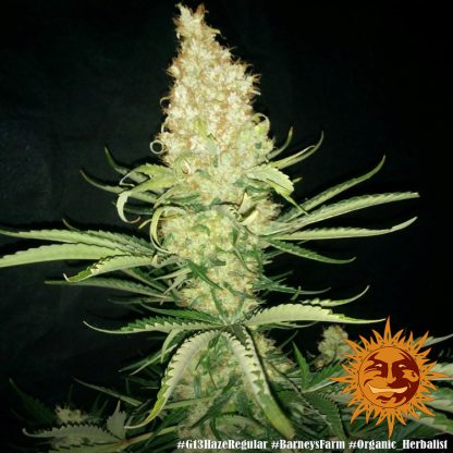 10 SEMENA REG - G13 HAZE