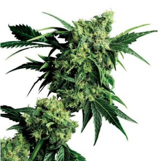 10 SEMENA REG - MR. NICE G13 X HASH PLANT