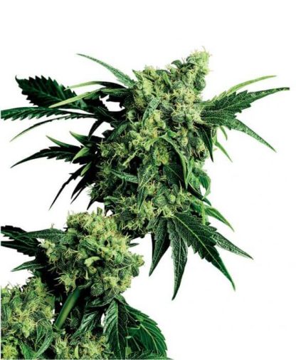 10 SEMENA REG - MR. NICE G13 X HASH PLANT