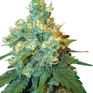 10 SEMENA REG - JACK HERER