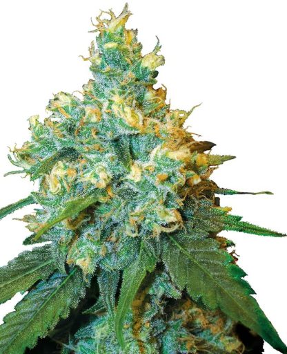10 SEMENA REG - JACK HERER