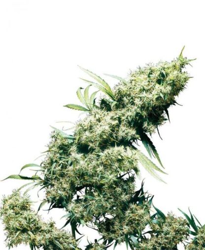 10 SEMENA FEM - JAMAICAN PEARL