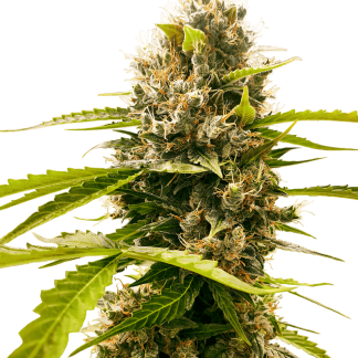 10 SEMENA FEM - MANDARINE PUNCH