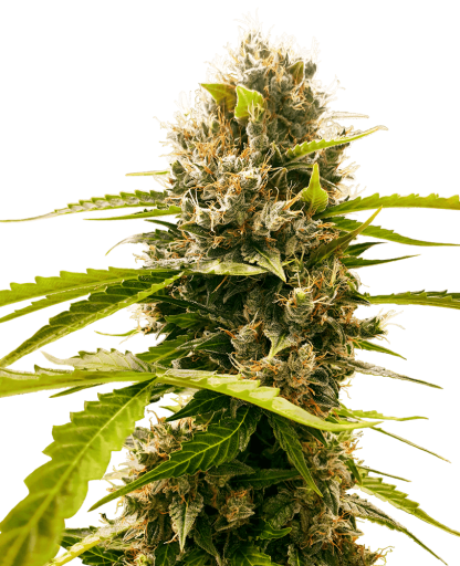10 SEMENA FEM - MANDARINE PUNCH