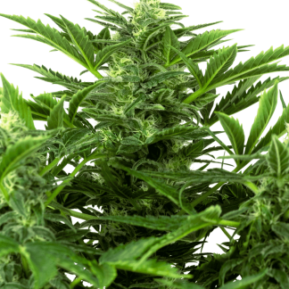 3 SEMENA MANDARINE PUNCH AUTO