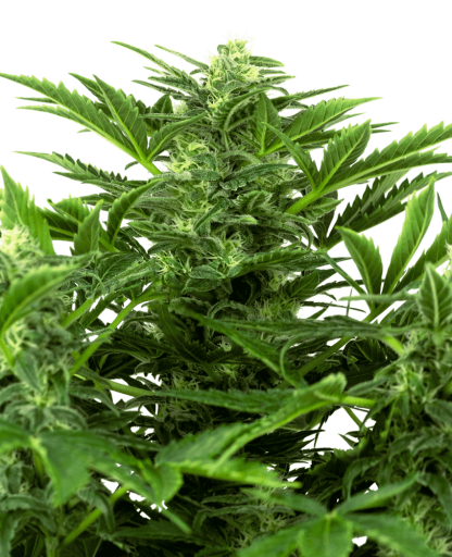 3 SEMENA MANDARINE PUNCH AUTO