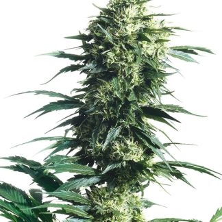 10 SEMENA REG - MOTHER'S FINEST