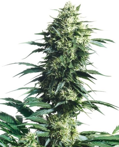 10 SEMENA REG - MOTHER'S FINEST