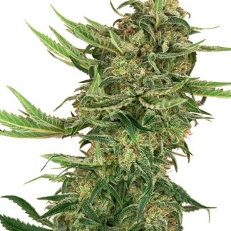 10 SEMENA FEM - N13 KUSH
