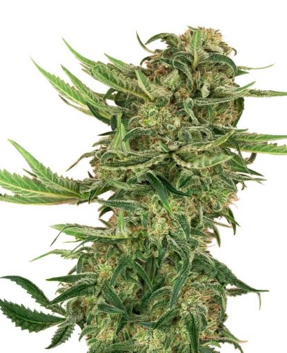 3 SEMENA FEM - N13 KUSH