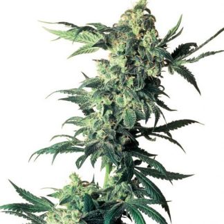 10 SEMENA REG - NORTHERN LIGHTS ®