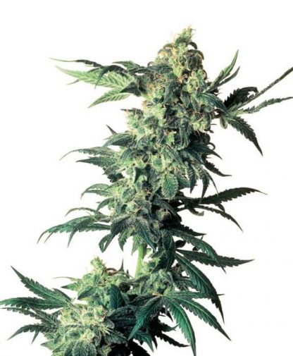 3 SEMENA FEM - NORTHERN LIGHTS