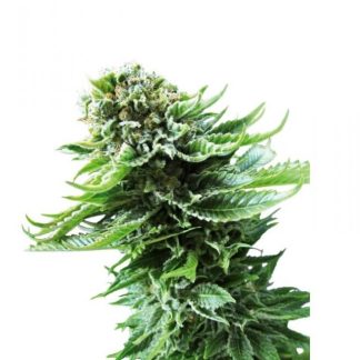 10 SEMENA NORTHERN LIGHTS AUTO