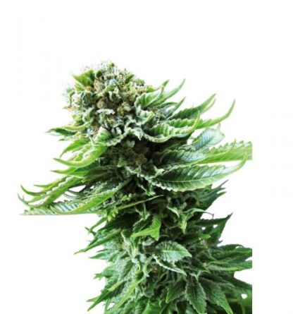 10 SEMENA NORTHERN LIGHTS AUTO