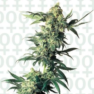 5 SEMENA FEM - NORTHERN LIGHTS