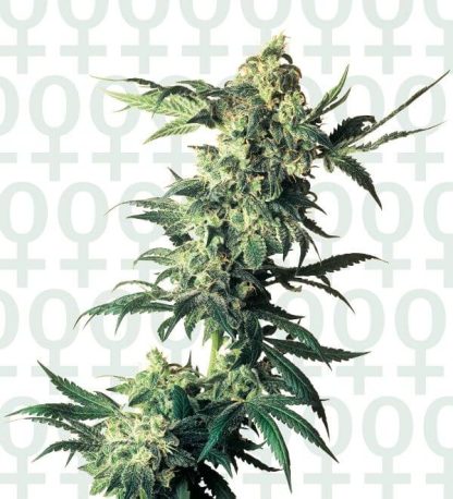 5 SEMENA FEM - NORTHERN LIGHTS