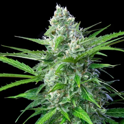 10 SEMENA ROYAL AK AUTO