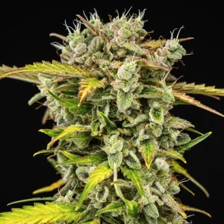 5 SEMENA ROYAL CREAMATIC AUTO