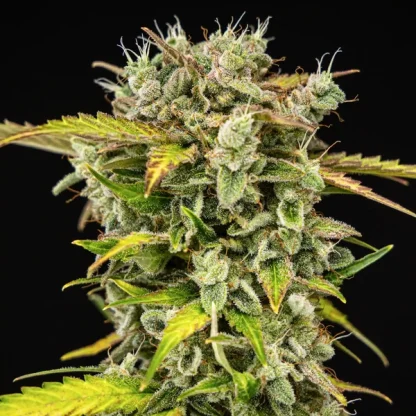 3 SEMENA ROYAL CREAMATIC AUTO