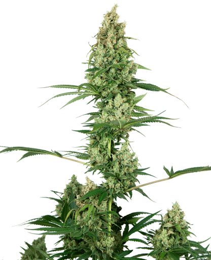 10 SEMENA FEM - SILVER FIRE