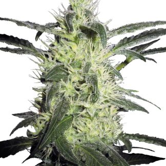 3 SEMENA FEM - SILVER HAZE