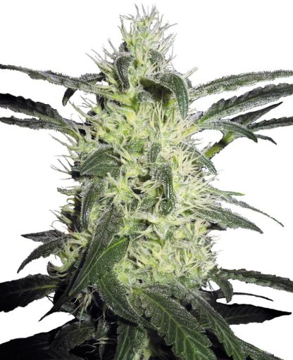 3 SEMENA FEM - SILVER HAZE