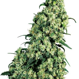 10 SEMENA FEM - SKUNK # 1