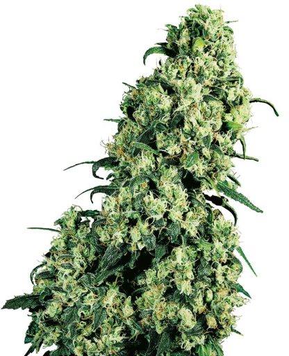 10 SEMENA FEM - SKUNK # 1