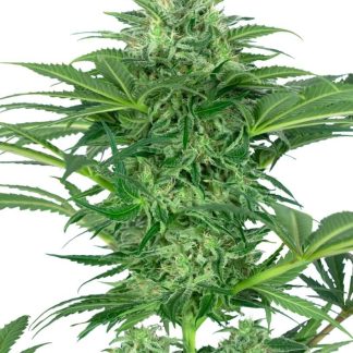 5 SEMENA FEM - SKUNK DREAM CBD
